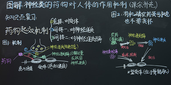 2号 《药物作用机制》护理学院 张晓宇(三等奖).jpg